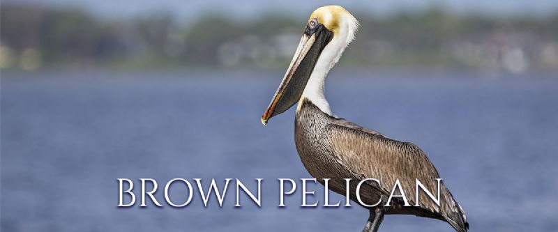 Brown Pelican